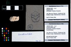 Foto (Objekt + Etikett) von Goniodromitidae indet.  (NHMW-GEO-1990-0041-4802)
